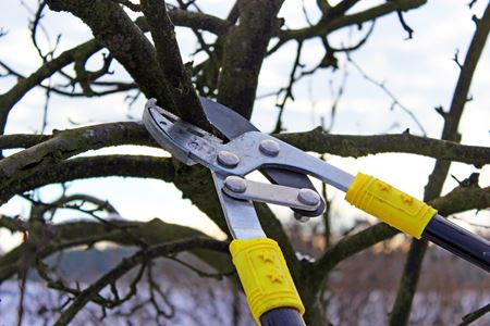 Branch Pruning & Trimming Thumbnail